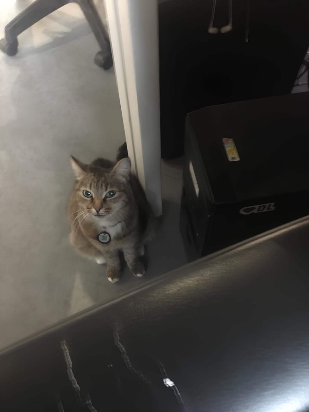 cat